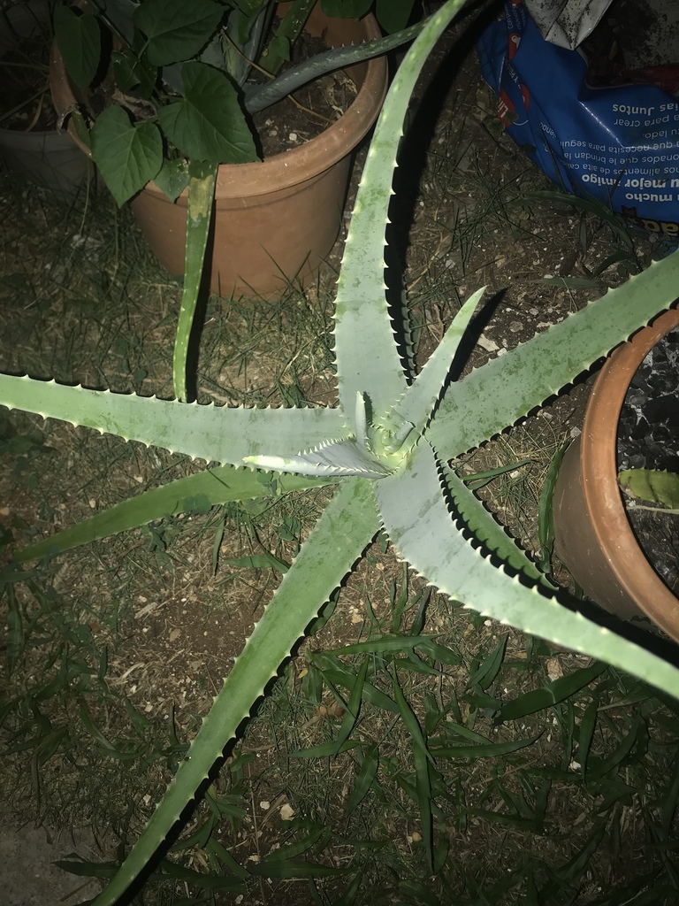 Aloe Vera