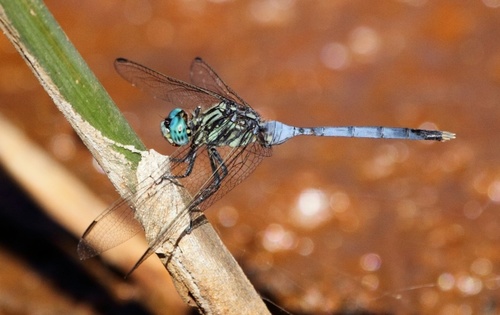 Bold Skimmer
