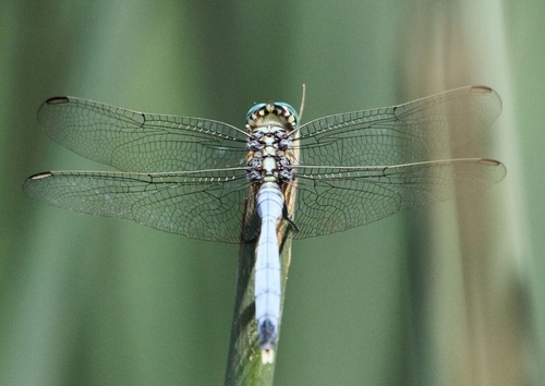 Bold Skimmer