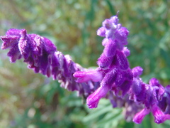 Salvia leucantha