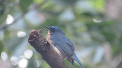 Cyornis tickelliae