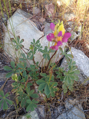 Lupinus stiversii