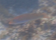 Halichoeres dispilus