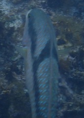 Halichoeres nicholsi