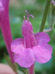 Salvia henryi