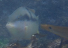 Halichoeres nicholsi