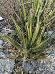 Agave univittata