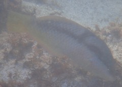 Halichoeres nicholsi