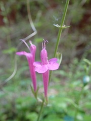 Salvia henryi