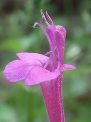 Salvia henryi