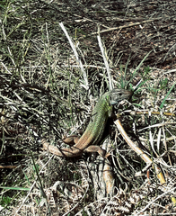 Lacerta schreiberi