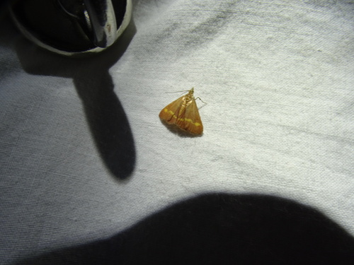 Yellow-banded Pyrausta Moth and Allies photo 4
