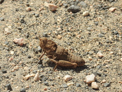 Ocneropsis bethlehemita