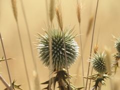 Echinops adenocaulos