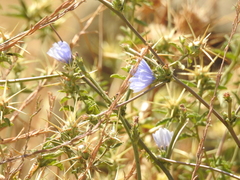 Cichorium pumilum