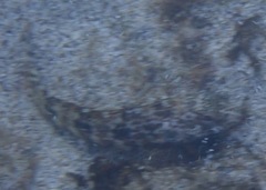 Gobioclinus dendriticus