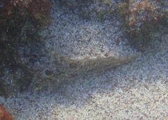 Gobioclinus dendriticus