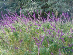 Salvia leucantha