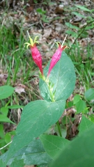 Spigelia marilandica