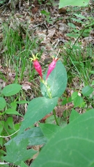 Spigelia marilandica