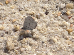 Celastrina idella