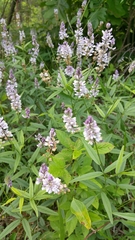 Orbexilum pedunculatum