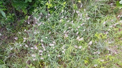 Orbexilum pedunculatum