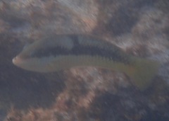 Halichoeres nicholsi