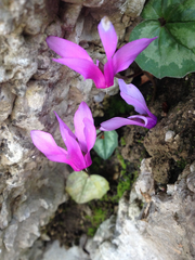 Cyclamen repandum