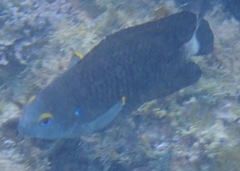 Stegastes beebei