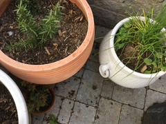 Conradina verticillata