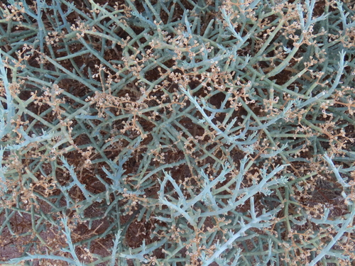 Image of Lye Ashbush (Mesembryanthemum coriarium) by no rights reserved