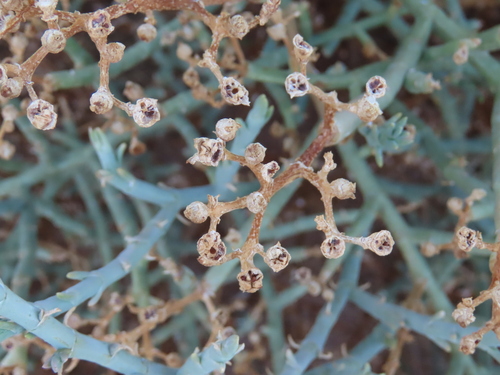 Image of Lye Ashbush (Mesembryanthemum coriarium) by no rights reserved