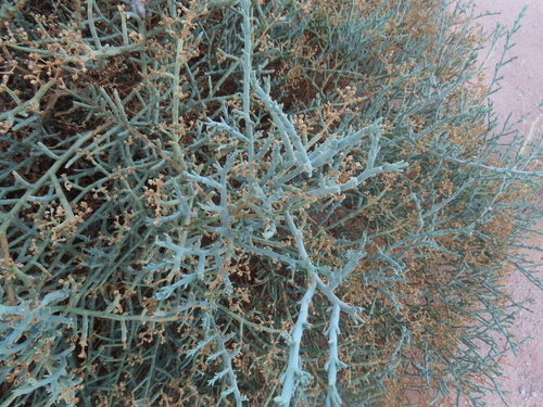 Mesembryanthemum coriarium