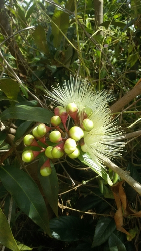 Syzygium image