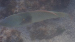 Halichoeres nicholsi