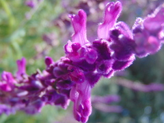 Salvia leucantha