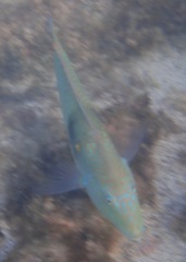 Halichoeres nicholsi