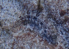 Gobioclinus dendriticus