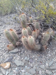 Trichocereus strigosus