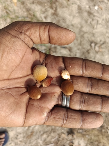 Image of Terminalia bellirica by (c) renjus box, some rights reserved (CC BY)
