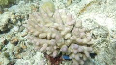 Acropora humilis