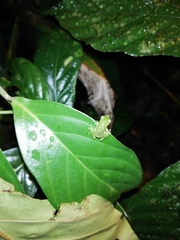 Pristimantis omeviridis
