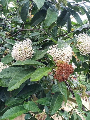 Ixora finlaysoniana