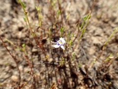 Lindernia parviflora