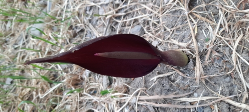 Image of Arum elongatum by (c) Максим Шумских, some rights reserved (CC BY)