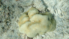 Leptoria phrygia