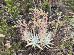 Dudleya virens insularis