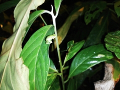 Pristimantis omeviridis