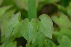 Epimedium × versicolor